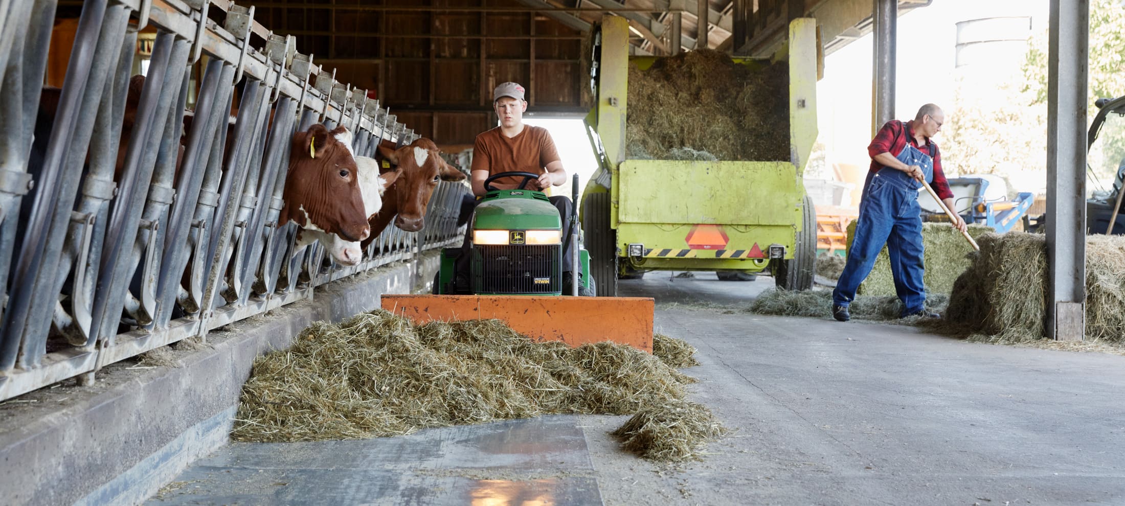 Nourrir les vaches à la ferme